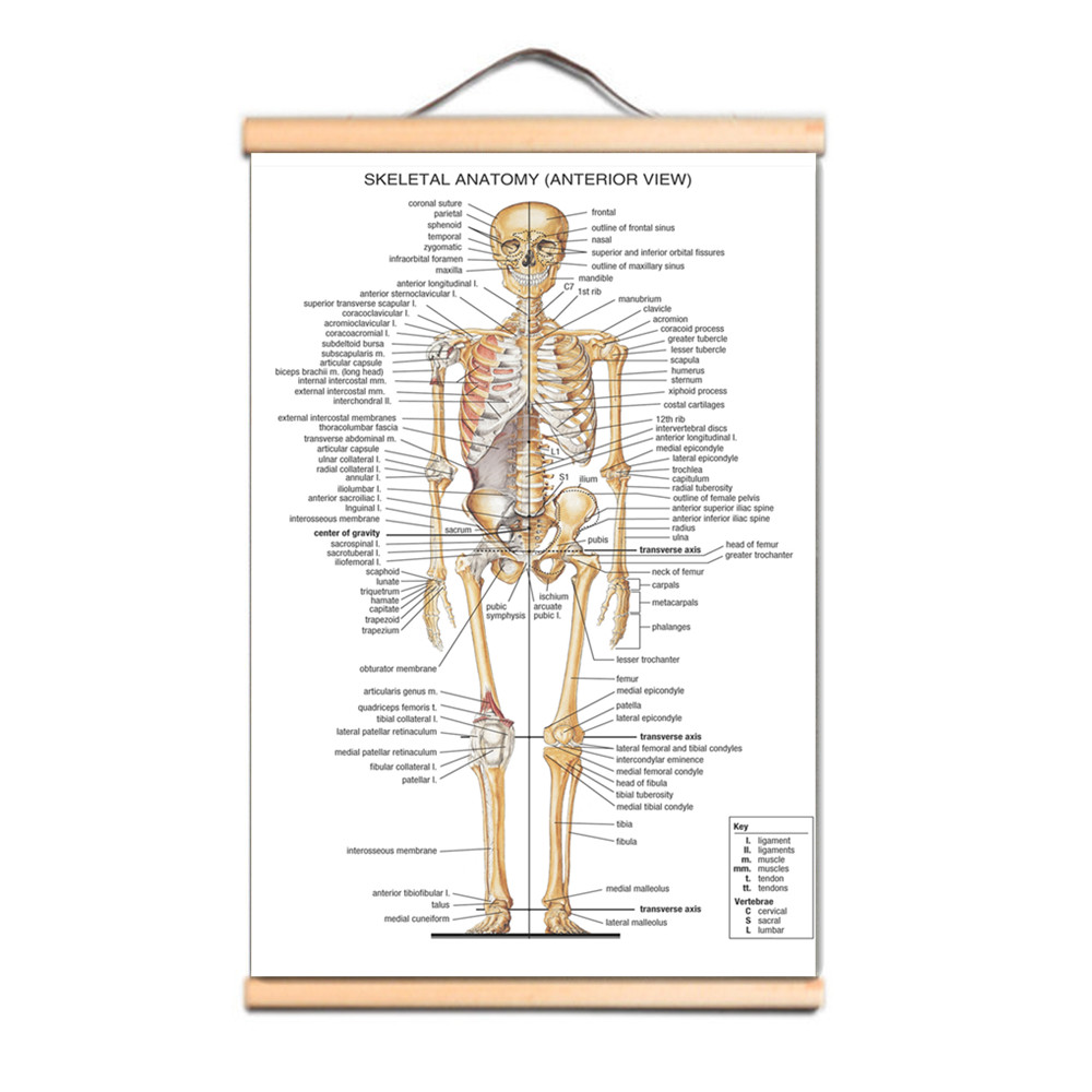 Badminton Poster - İnsan iskelet anatomisi posterleri baskılar duvar