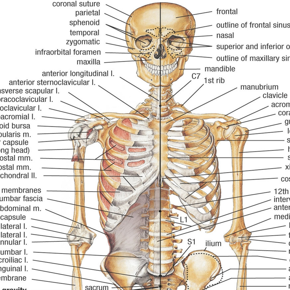 İnsan iskelet anatomisi poster - Badminton Poster incelemesi ve fiyatı