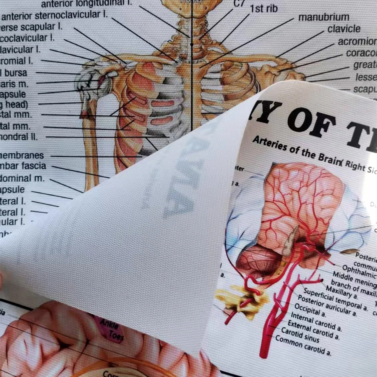 İnsan iskelet anatomisi poster - Badminton Poster incelemesi ve fiyatı