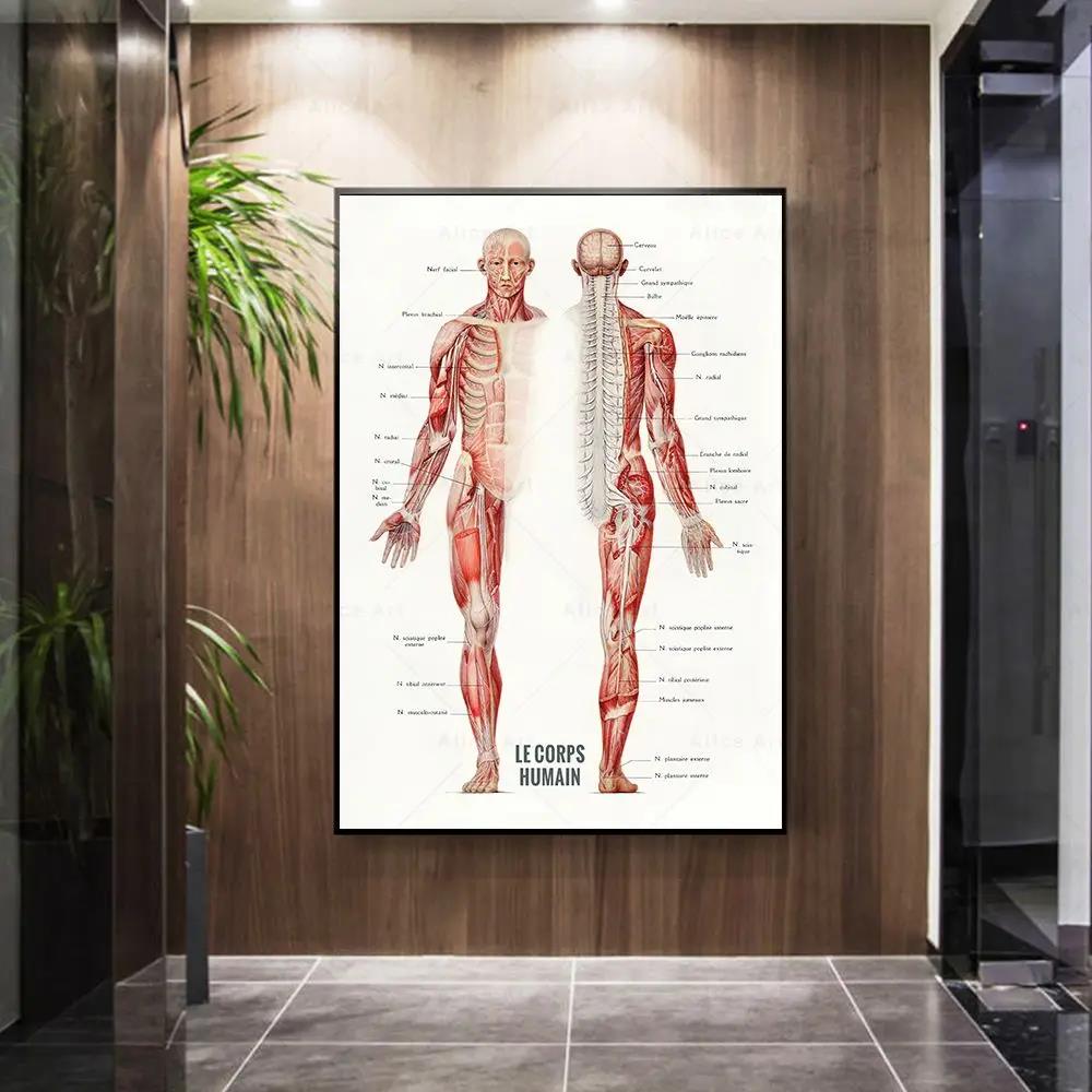 İnsan Kası Vücut Geliştirme An - Badminton Poster incelemesi ve fiyatı
